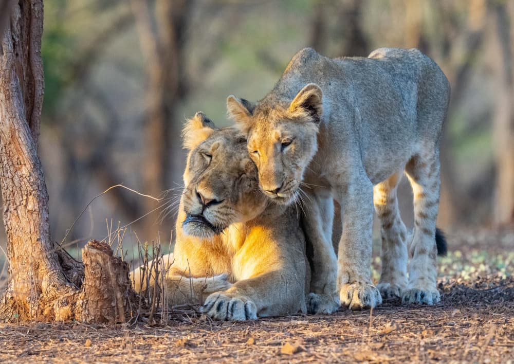 Tender Lion Embrace by Manish Nagpal — canvas wall art