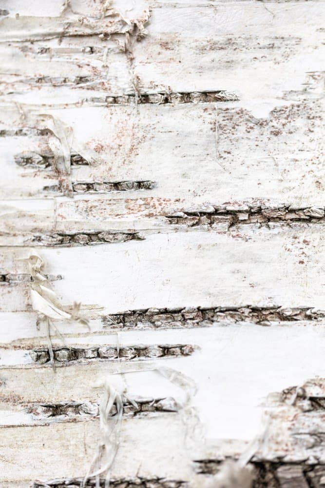White Birch Bark Texture by Pictufy Studio III — canvas wall art
