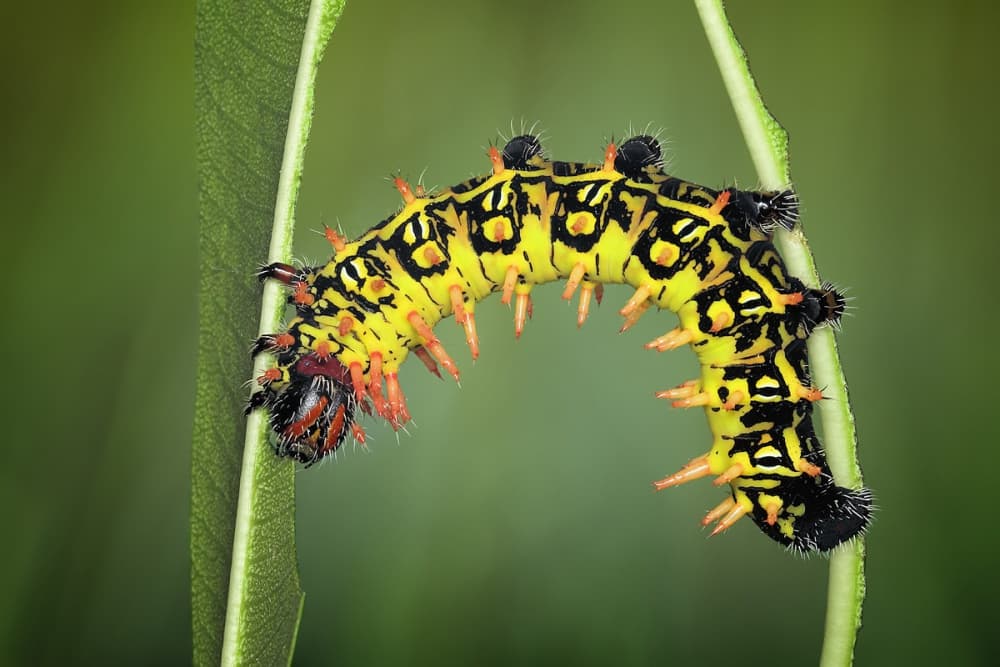Vibrant Spiky Caterpillar by Jimmy Hoffman — canvas wall art