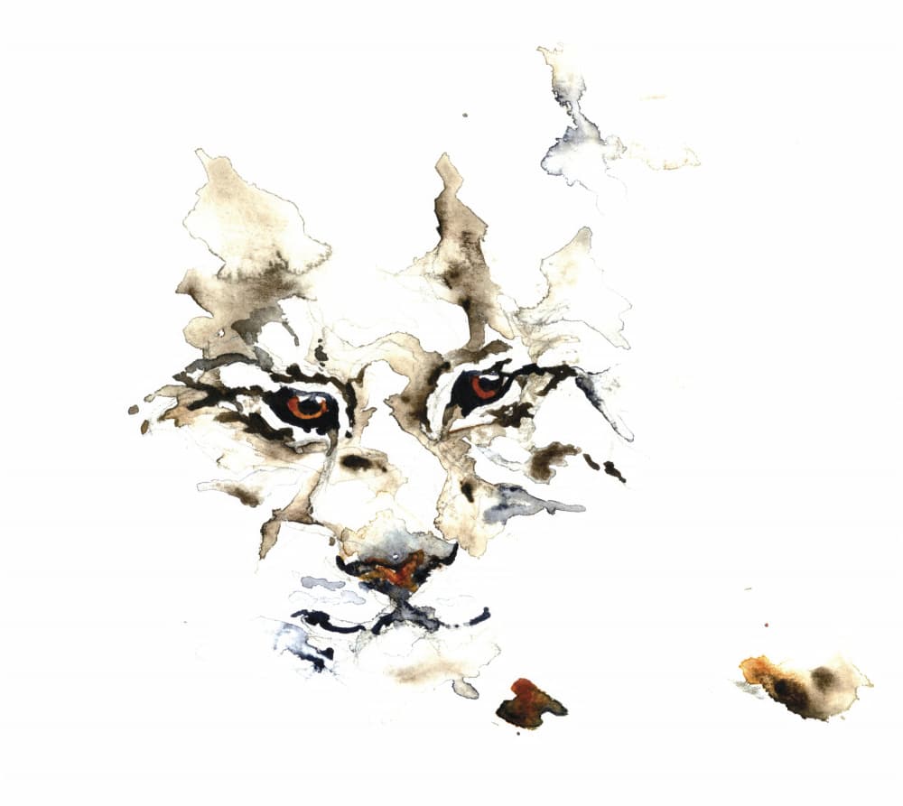 Wild Lynx Watercolor by RodMacIver — canvas wall art