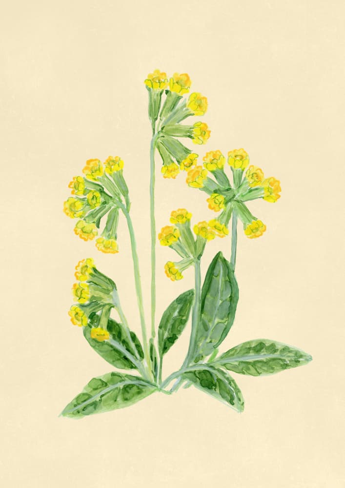 Yellow Cowslip Blooms by Rosana Laiz Blursbyai — canvas wall art