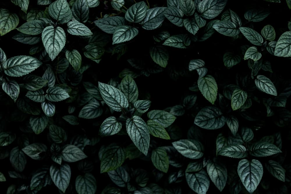 Deep Green Foliage by Mareike Böhmer — canvas wall art