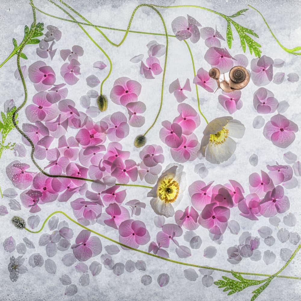 Pink Petals and Snail by Miharu † — canvas wall art