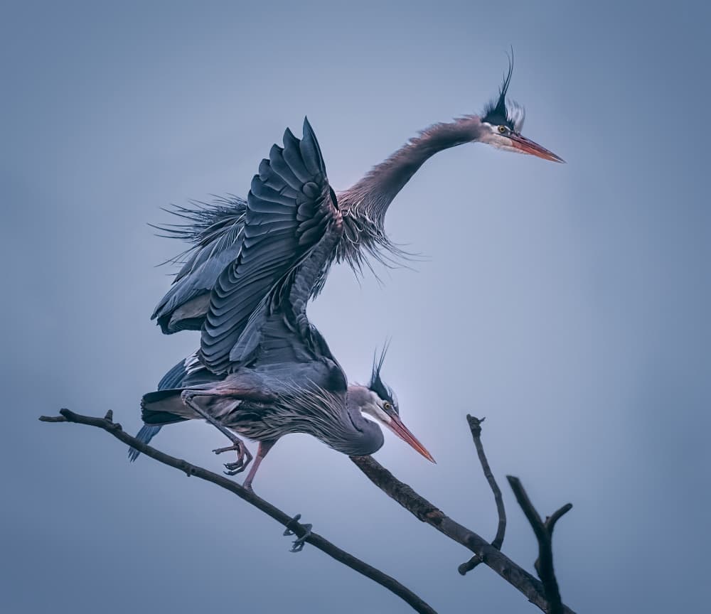 Two Herons Taking Flight by Ben.C.L — canvas wall art