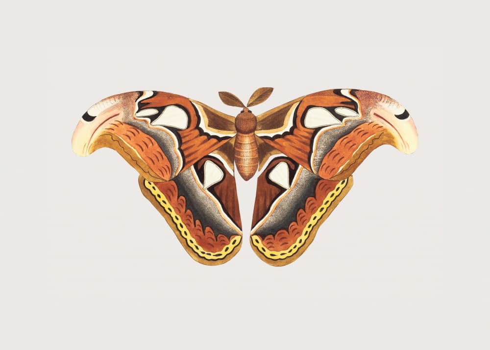 Atlas Moth by George Shaw — canvas wall art