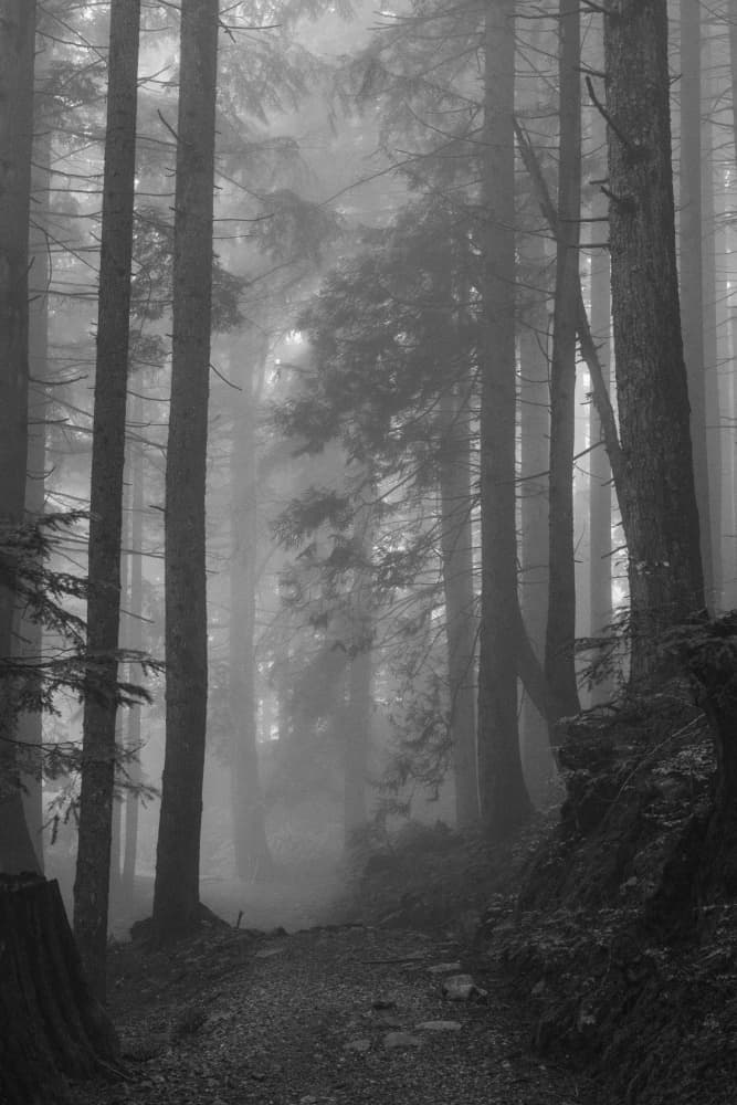 Misty Forest Path by Lynann Colligan — canvas wall art