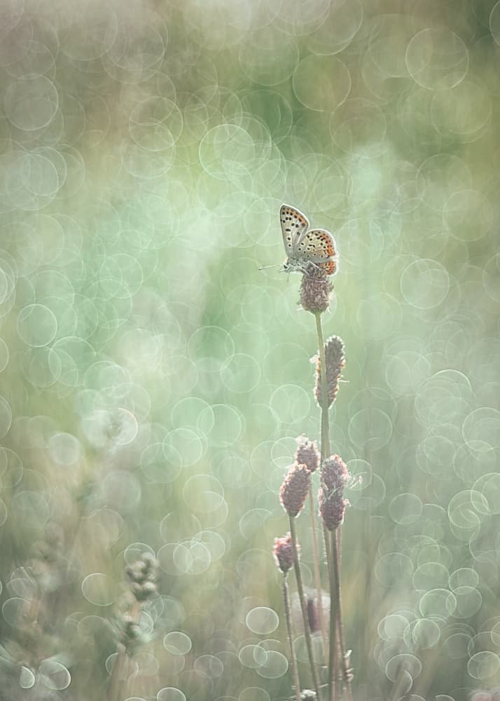 Dreamy Butterfly Light by Elisabeth van Helden — canvas wall art