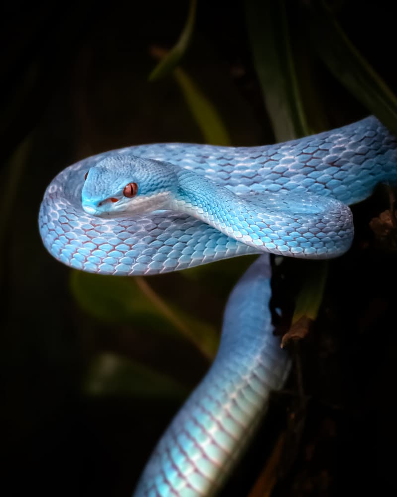 Blue Viper Gaze by Fauzan Maududdin — canvas wall art