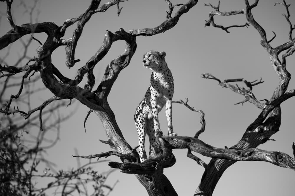 Watchful Cheetah Perch by Joanna W — canvas wall art