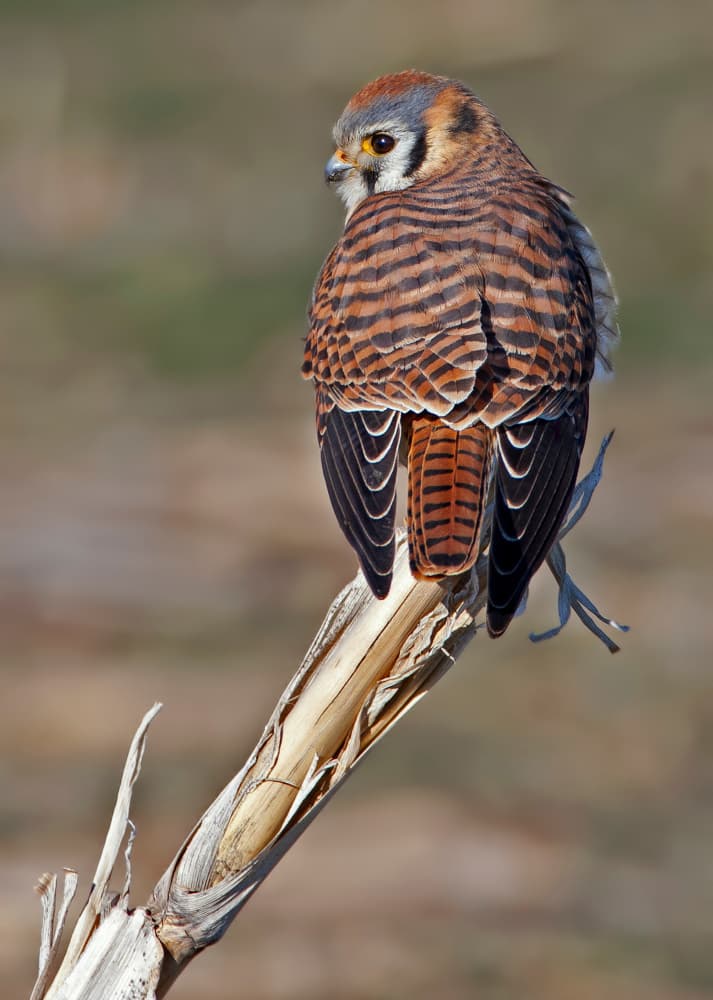 Watchful American Kestrel by verdon — canvas wall art