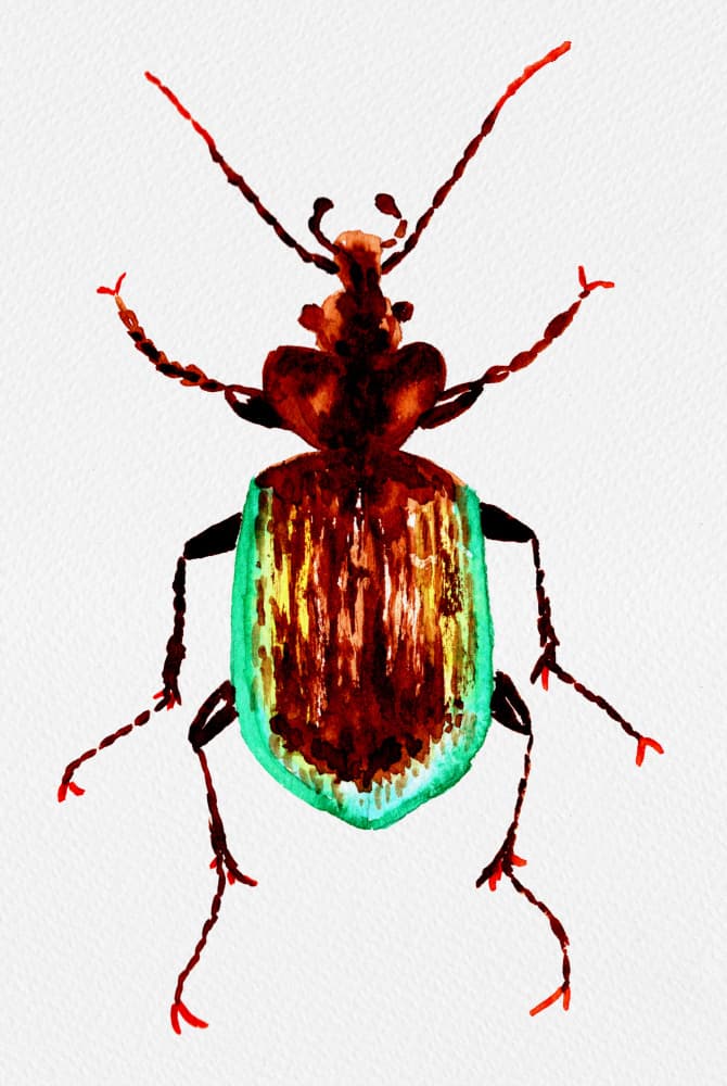 Vibrant Watercolor Beetle by Kata Botanical — canvas wall art