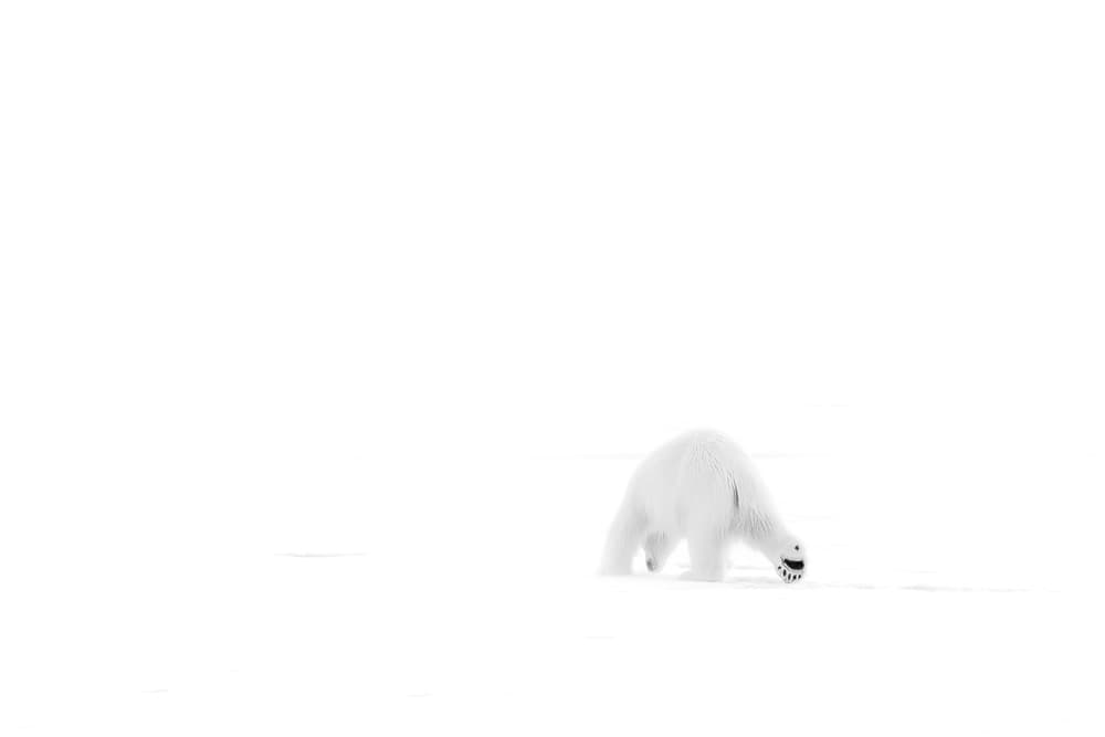 Polar Bear Winter Forage by Phillip Chang — canvas wall art