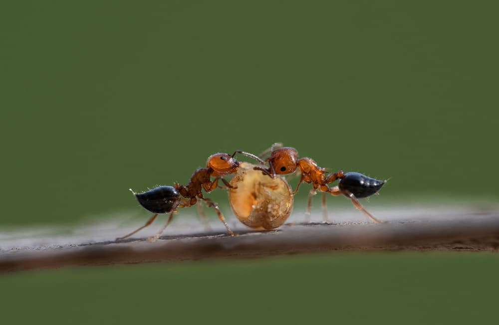 Ants Shared Burden by Summer2016 — canvas wall art