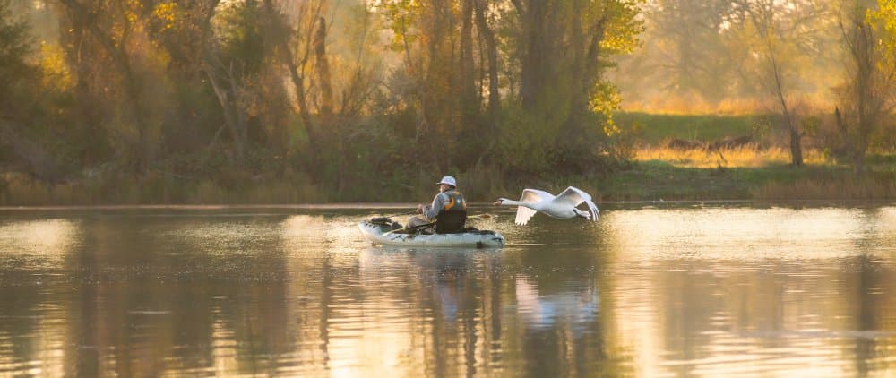 Golden River Kayak Swan by April Xie — canvas wall art
