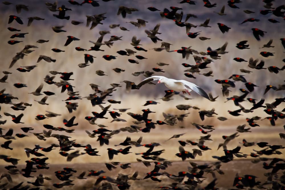 Snow Goose With Flock by John Fan — canvas wall art