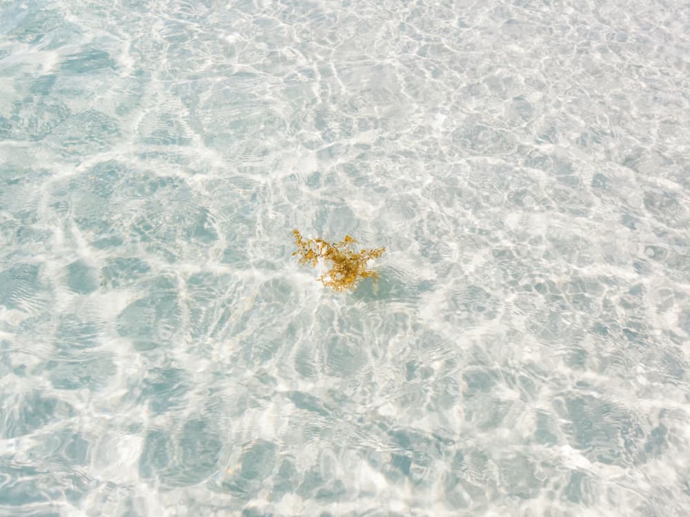 Seaweed in Clear Water by Bethany Young — canvas wall art