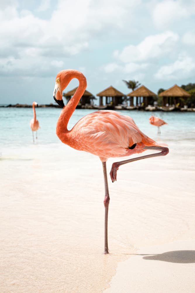 Pink Flamingo Beach by Henrike Schenk — canvas wall art