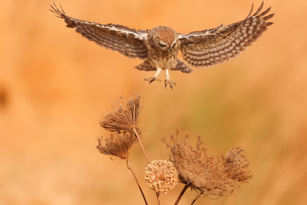 Little Owl Landing by David Manusevich — canvas wall art