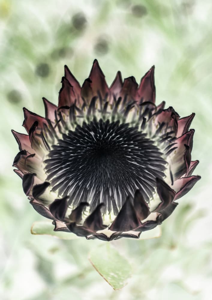 Mystic Bloom by Shot by Clint — canvas wall art