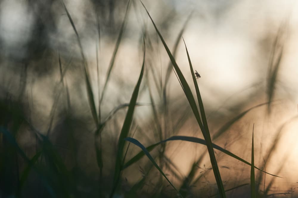Serene Golden Grass by Luc Baekelandt — canvas wall art