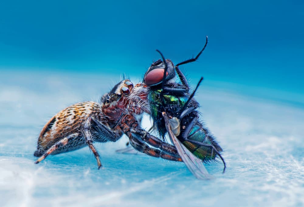Jumping Spider's Feast by Summer2016 — canvas wall art
