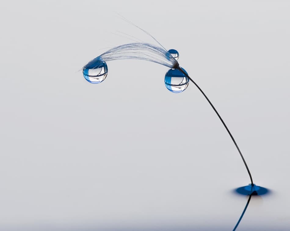 Dandelion Seed Drops by Heidi Westum — canvas wall art