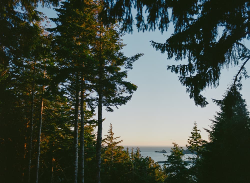Evergreen Ocean Overlook by Bethany Young — canvas wall art