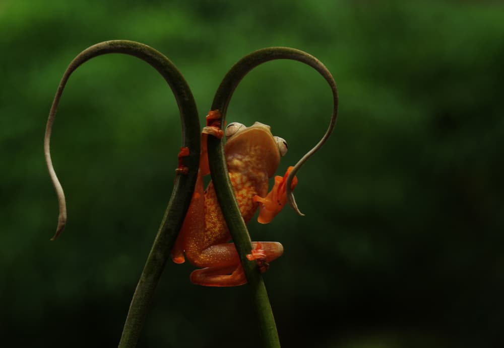 Curious Tree Frog by Abdul Gapur Dayak — canvas wall art