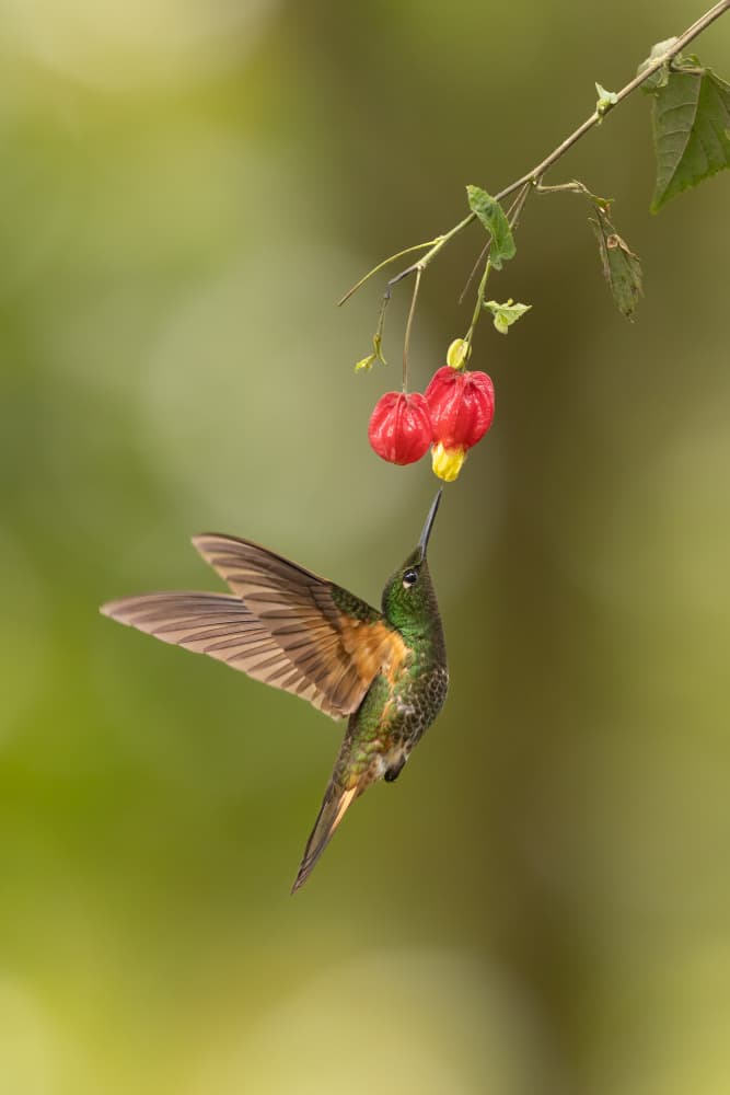 Vibrant Hummingbird Flower by Bill Lu — canvas wall art