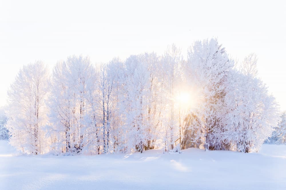 Frosted Winter Sunlight by EMELIEmaria — canvas wall art