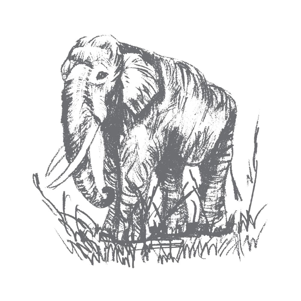 Majestic Elephant Sketch by Marika Barsrsind β canvas wall art