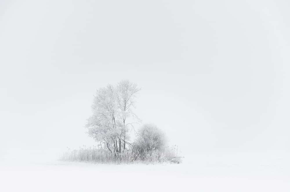 Frosted Winter Trees by Tom Meier — canvas wall art