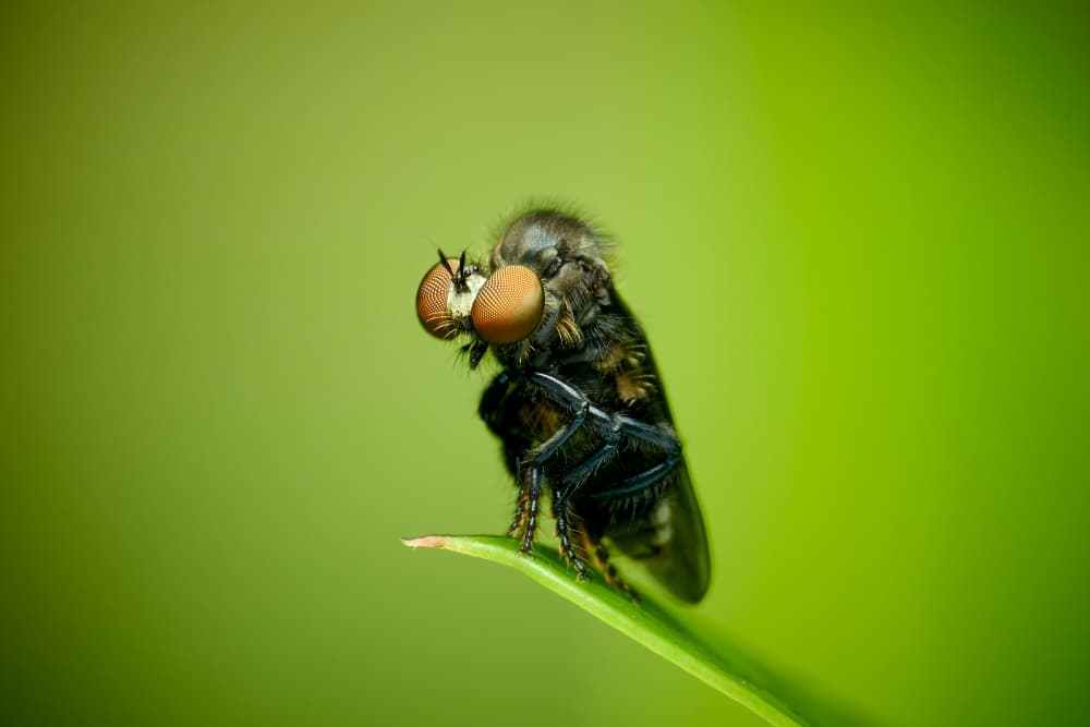 Fuzzy Fly Close Up by MingLun Tsai (蔡明倫) — canvas wall art
