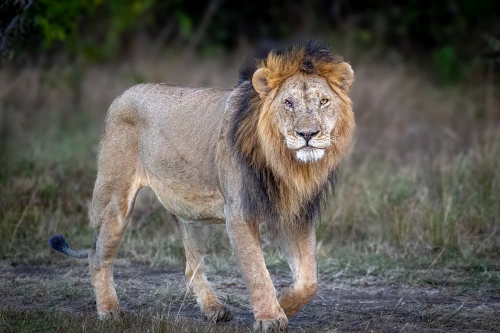 Majestic African Lion by Jeffrey C. Sink — canvas wall art
