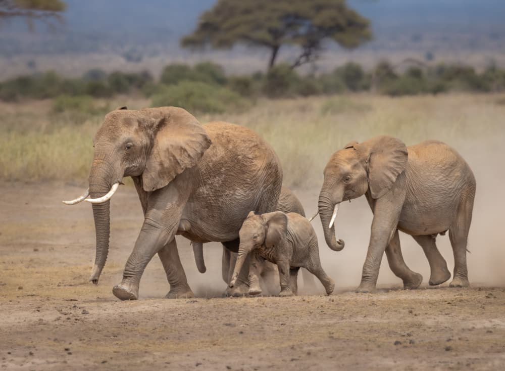 African Elephant Family by Mark Strom — canvas wall art
