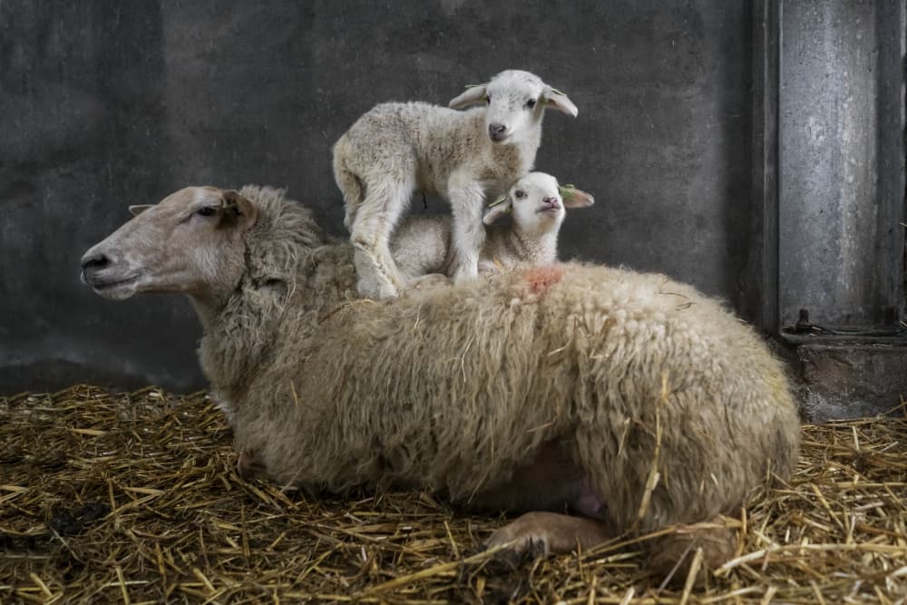 Playful Lambs on Mama by Gert van den Bosch — canvas wall art