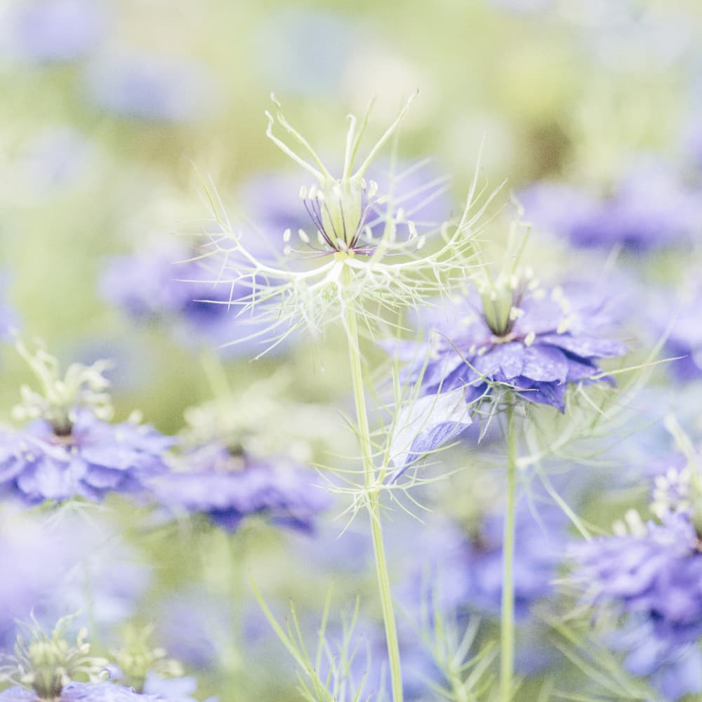 Dreamy Garden Flowers by Lynann Colligan — canvas wall art