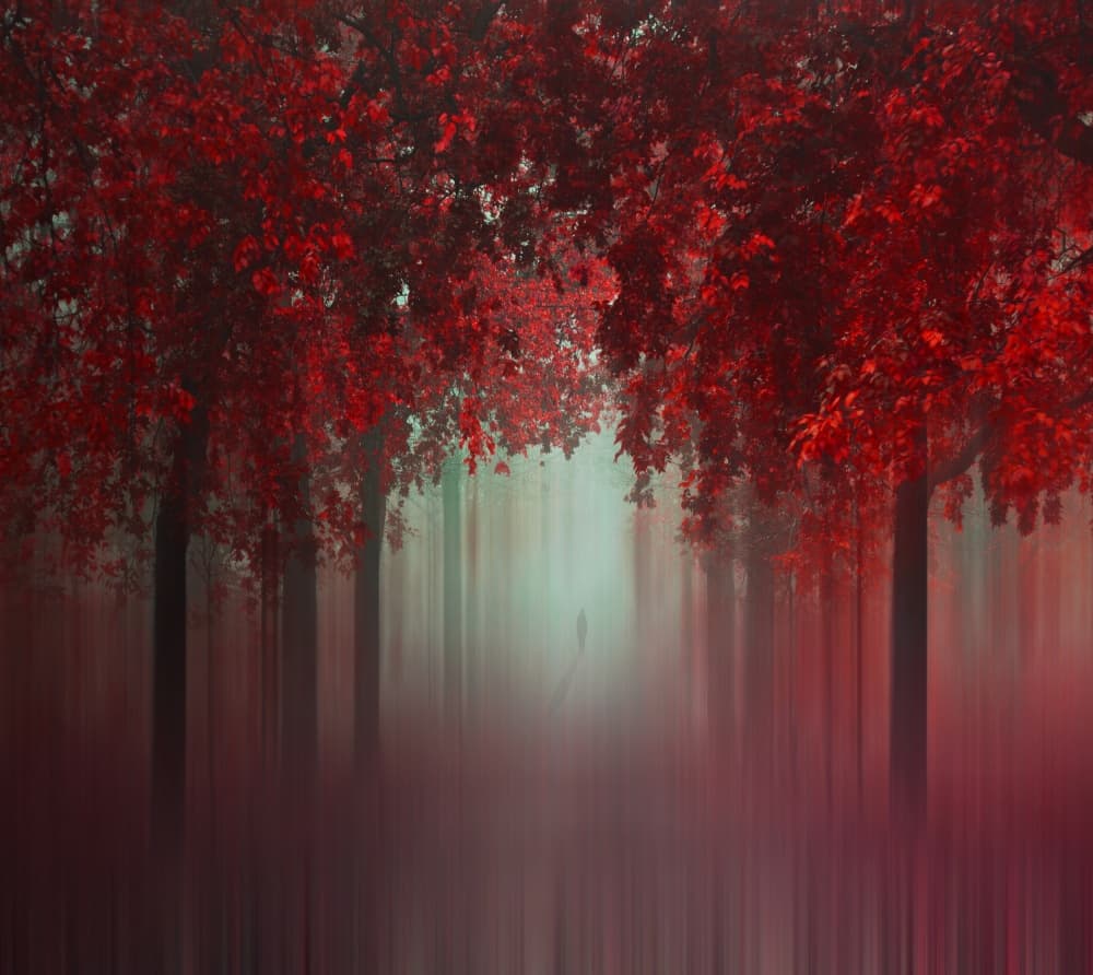 Vibrant Autumn Forest Walk