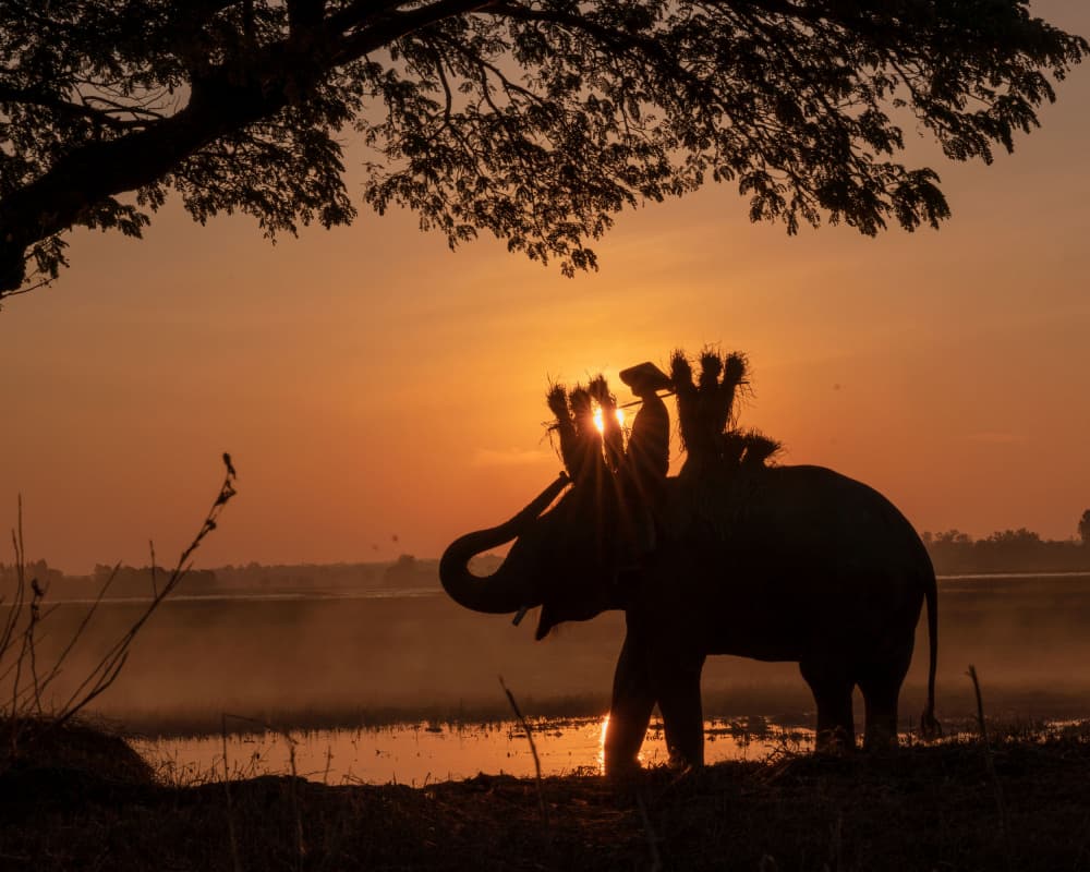 Golden Hour Elephant Ride by Fira Mikael — canvas wall art