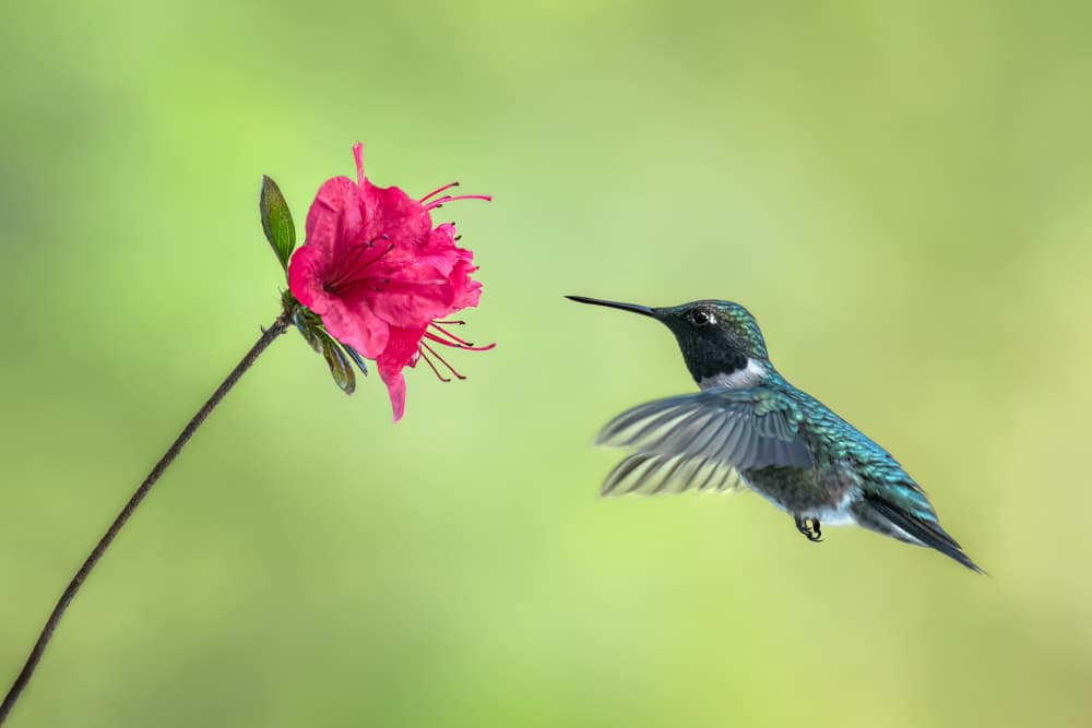 Hummingbird Approaching Flower by Atul Saluja — canvas wall art