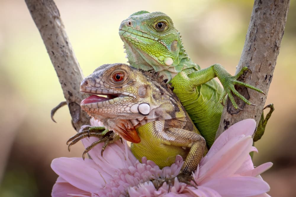 Two Baby Iguanas on Flower by Fauzan Maududdin — canvas wall art
