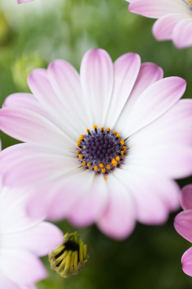 Delicate Daisy Bloom by Javier Pardina — canvas wall art