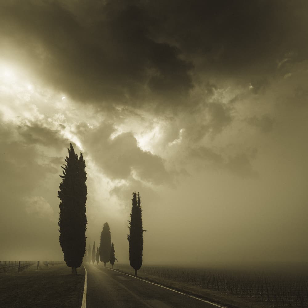 Misty Cypress Road by Andrea Fraccaroli — canvas wall art