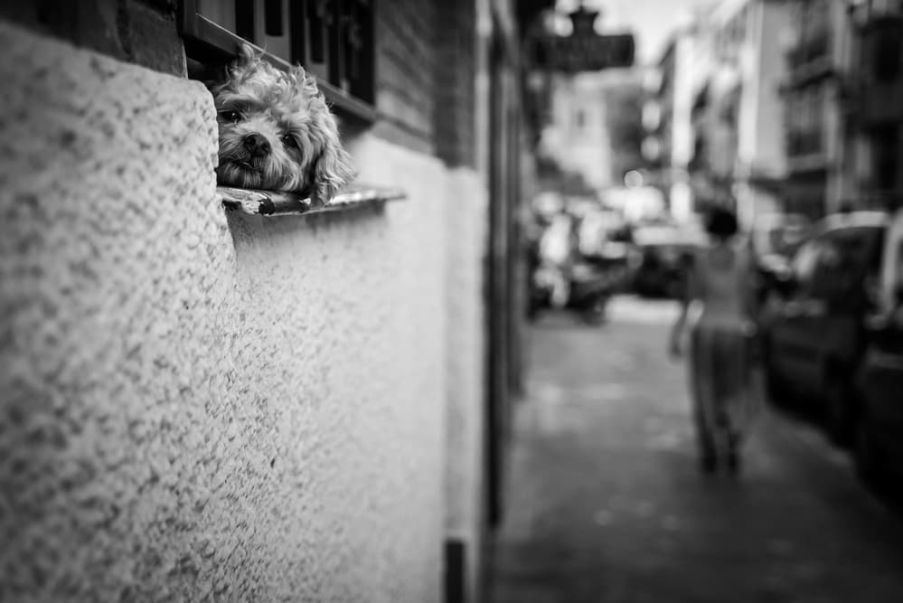 Dog Watching Street by Carlos Pardo — canvas wall art