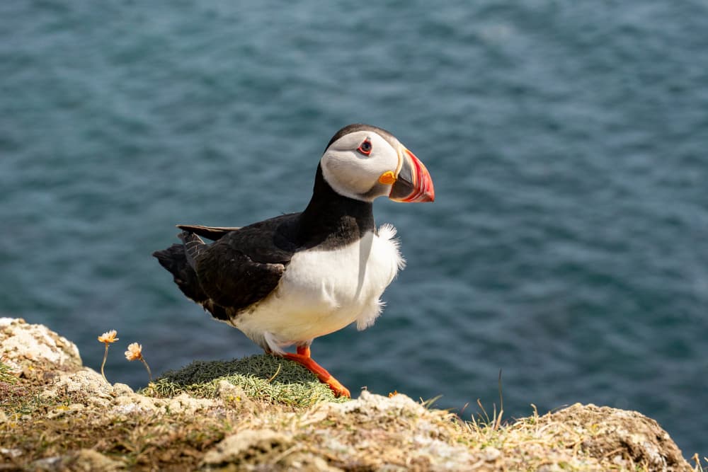 Vibrant Puffin On Cliff by Henrike Schenk — canvas wall art