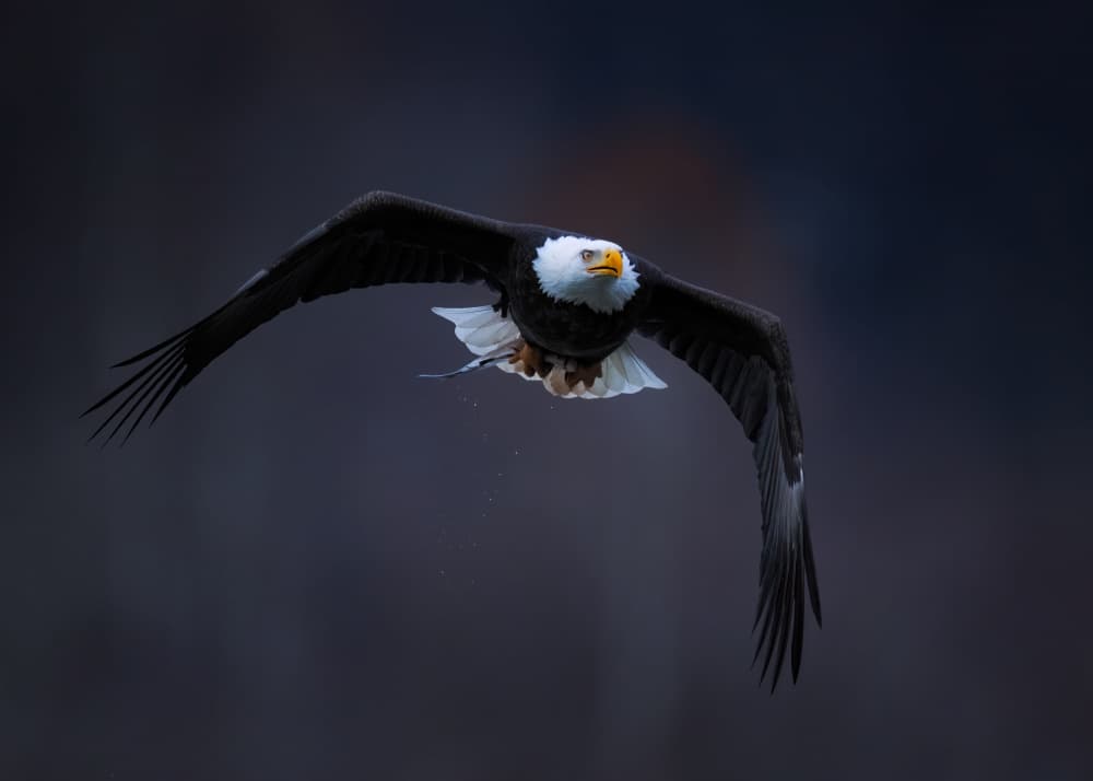Soaring Bald Eagle by Hanping Xiao — canvas wall art