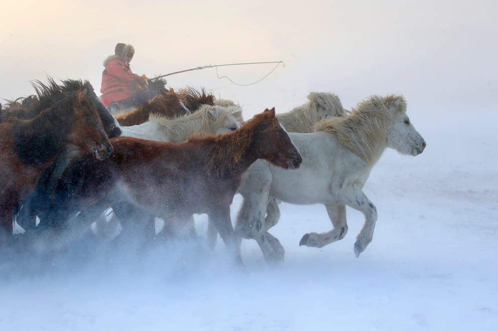 Wild Horses Winter Gallop by Libby Zhang — canvas wall art