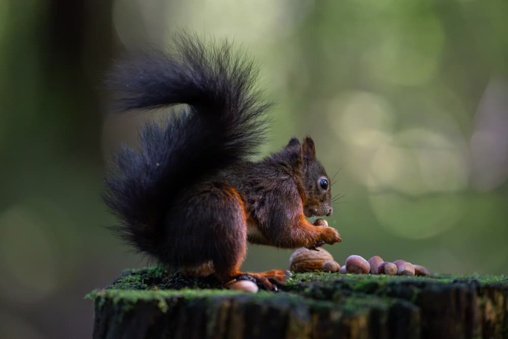 Red Squirrel Eating Nut by Bjoern Alicke — canvas wall art