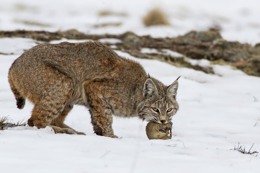 Wild Bobcat's Winter Hunt by verdon — canvas wall art