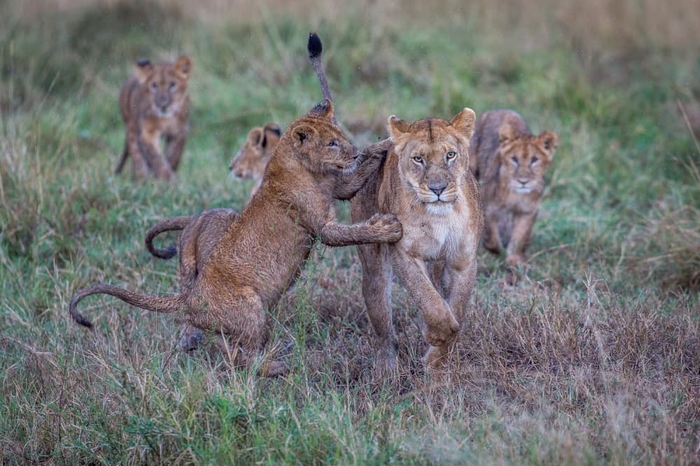 Playful Lion Cubs by Jeffrey C. Sink — canvas wall art